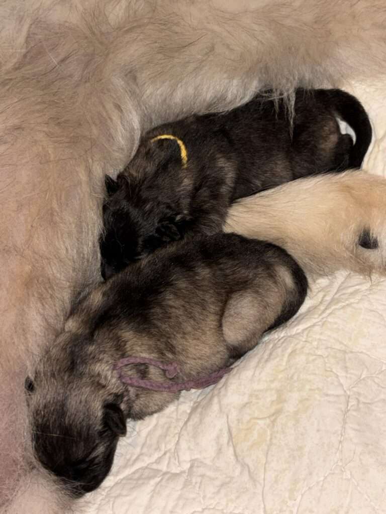 Wurfmeldung Zuchtstätte "vom Föhrenwald"