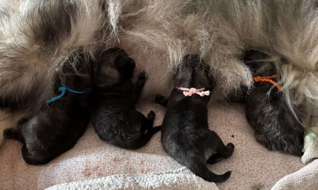 Wurfmeldung Zuchtstätte „vom Föhrenwald“