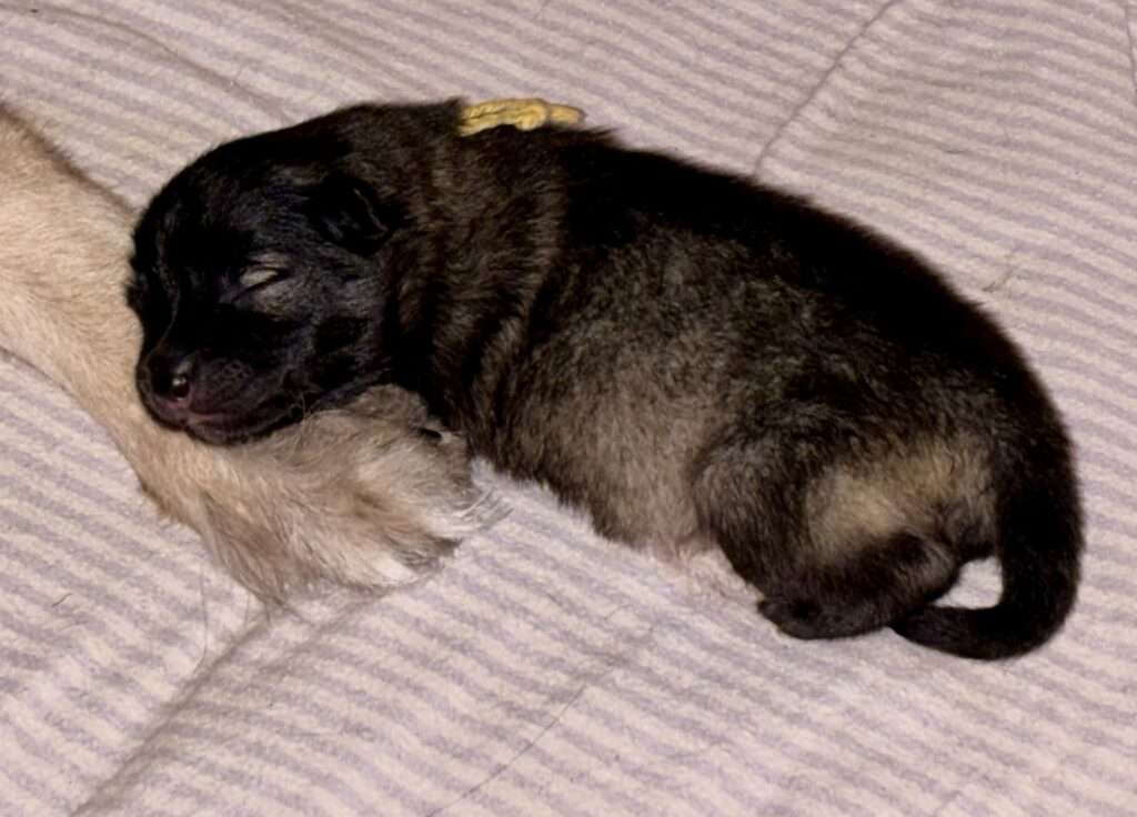 Wurfmeldung Zuchtstätte "vom Föhrenwald"