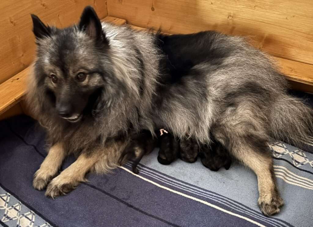  Wurfmeldung Zuchtstätte „vom Föhrenwald“ 