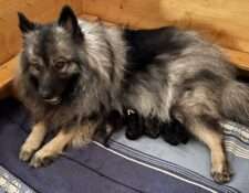  Wurfmeldung Zuchtstätte „vom Föhrenwald“ 