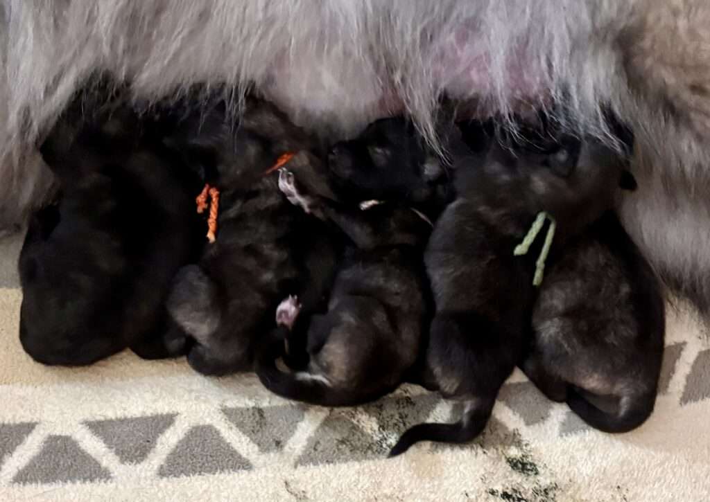 Wurfmeldung Zuchtstätte „vom Föhrenwald“