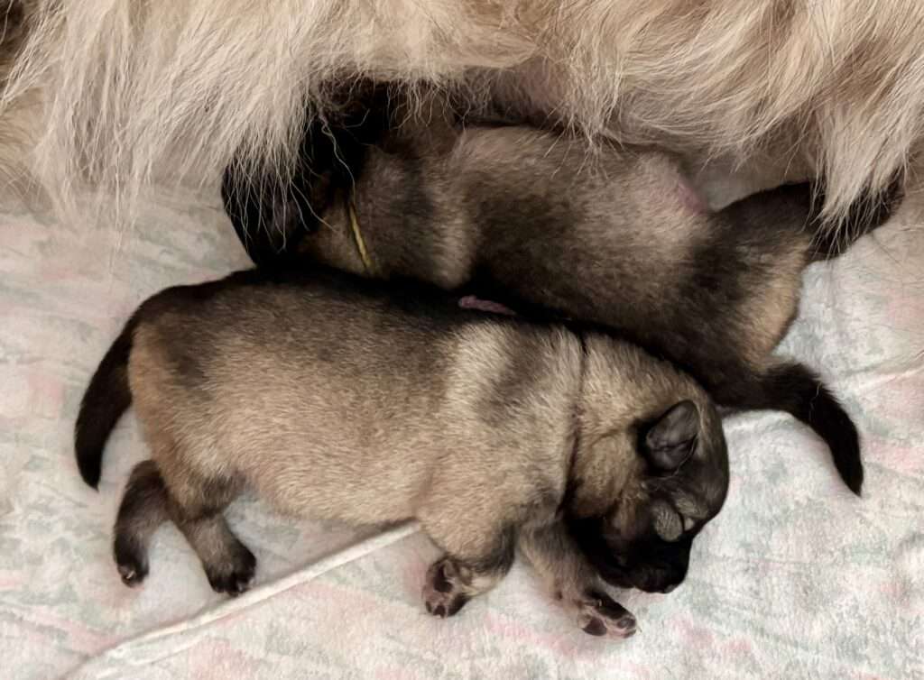 Wurfmeldung Zuchtstätte "vom Föhrenwald"