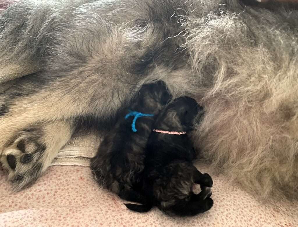 Wurfmeldung Zuchtstätte "vom Föhrenwald"