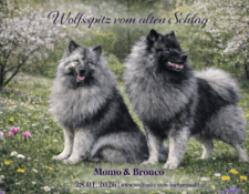  Deckmeldung Zuchtstätte „vom Föhrenwald“ 