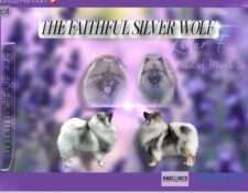  Deckmeldung Zuchtstätte „The Faithful Silver Wolf“ (CH)