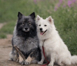 manche Hündin nimmt die „Läufigkeit“ allzu wörtlich