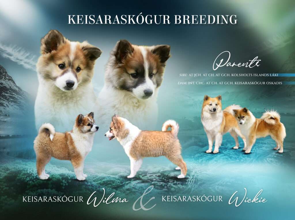  Keisaraskögur Wickie sucht seine Familie!