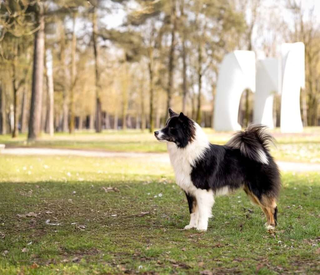  Keisaraskögur Ralli