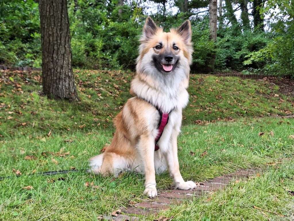Deckmeldung Zuchtstätte "Fra vin Islandingum"