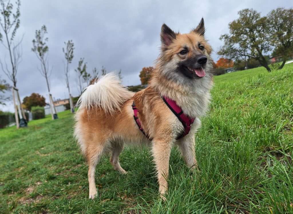 Deckmeldung Zuchtstätte "Fra vin Islandingum"