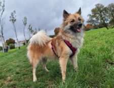  Deckmeldung Zuchtstätte „Fra vin Islandingum“