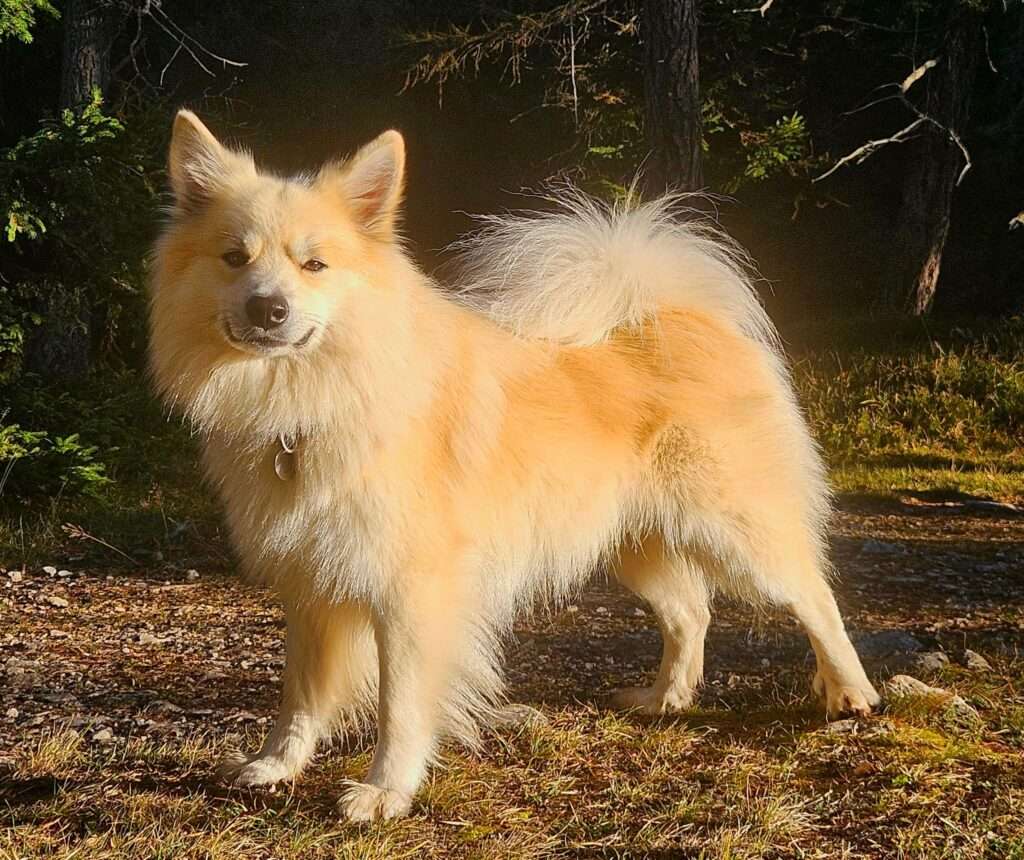 Deckmeldung Zuchtstätte "Fra vin Islandingum"