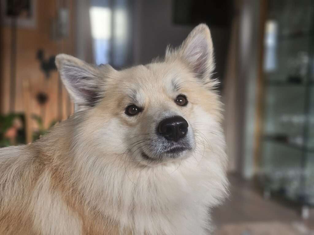 Deckmeldung Zuchtstätte "Fra vin Islandingum"