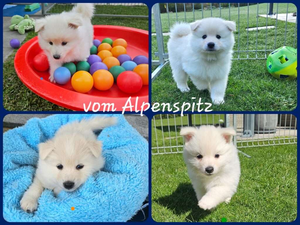  Wurfmeldung Zuchtstätte „vom Alpenspitz“