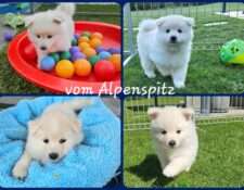  Wurfmeldung Zuchtstätte „vom Alpenspitz“