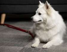  Deckmeldung Zuchtstätte „vom Schneebergspitz“