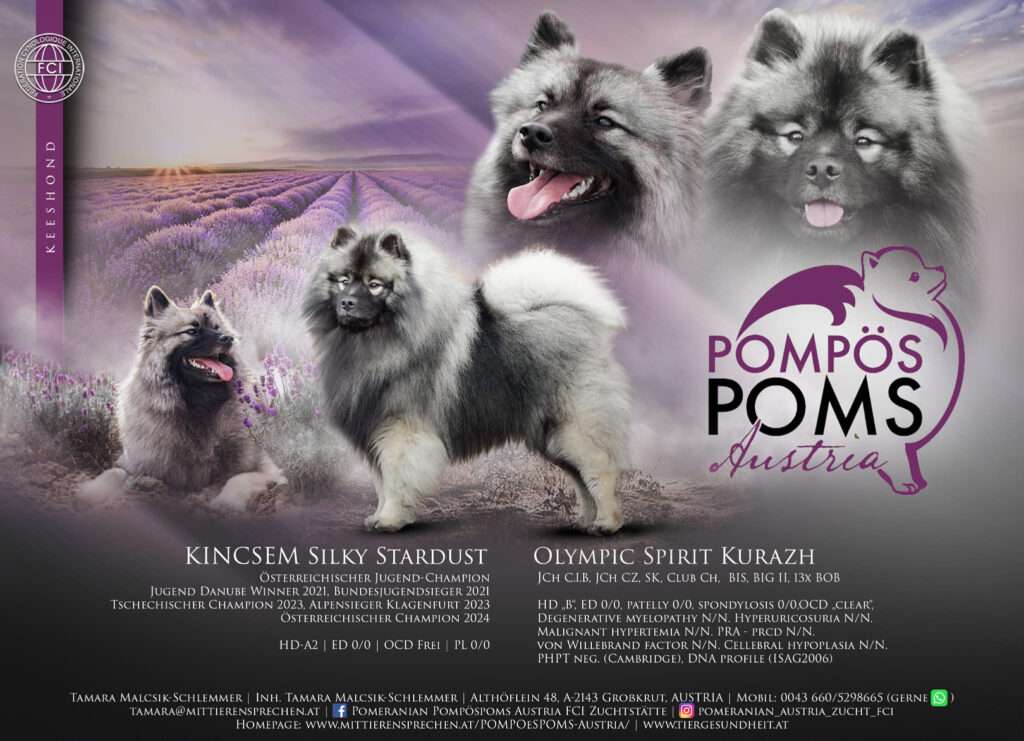 Deckmeldung Zuchtstätte „POMPÖSPOMS Austria“