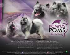  Deckmeldung Zuchtstätte „POMPÖSPOMS Austria“