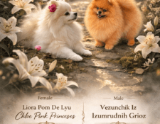  Deckmeldung Zuchtstätte „Pomperium“