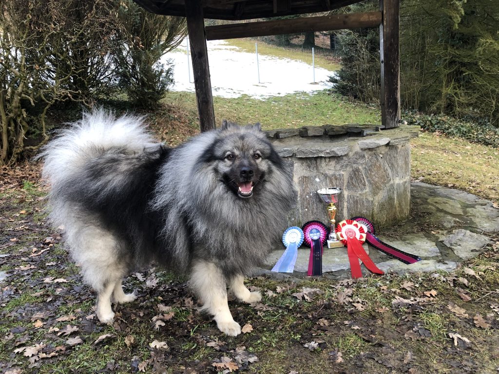 Austrian Amarouk`s Amazing Anouk